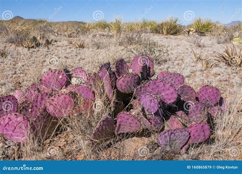 Opuntia Macrocentra, Purple Prickly Pear Cactus Stock Image - Image of ...