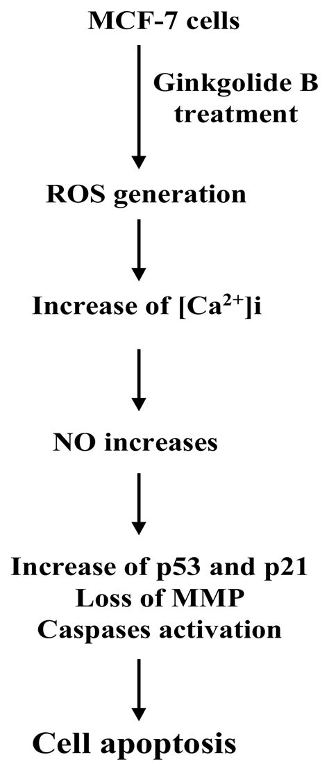 The Signaling Cascades of Ginkgolide B-Induced Apoptosis in MCF-7 ...