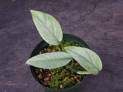 planter's high store