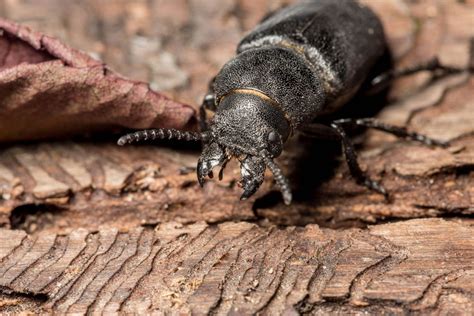 4 Vorteile eines Mischwaldes: Für Ertrag und Umwelt | hektar