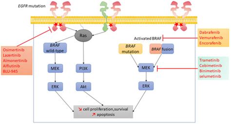 Targeting BRAF Activation as Acquired Resistance Mechanism to EGFR ...