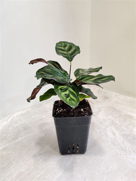 Buy Rare Calathea Makoyana Plant Online India – ChhajedGarden.com