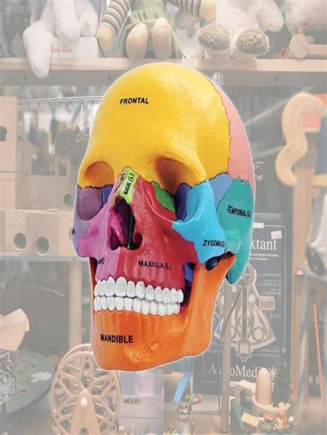 Tedco Toys 26087 4D Anatomy Didactic Exploded Skull Model | SHEIN Brasil