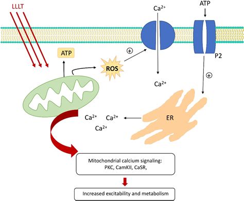 Changes in Cell Biology under the Influence of Low-Level Laser Therapy