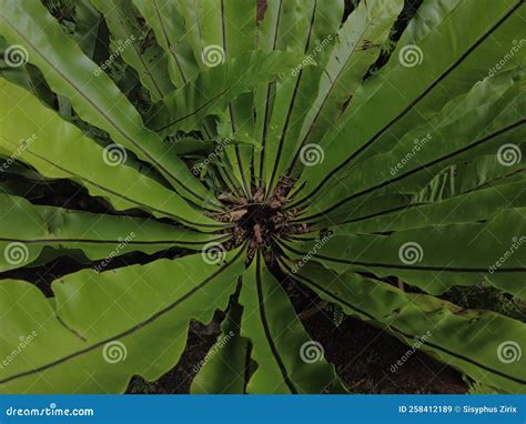 Bird S-nest Fern (Asplenium Nidus) Plant, Close-up View Stock Image ...