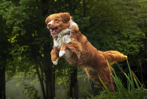 Download Dog Animal Nova Scotia Duck Tolling Retriever HD Wallpaper