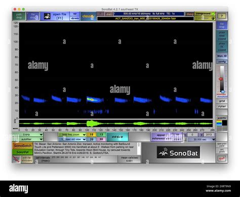 Mexican Free-tailed Bat (Tadarida brasiliensis) Mammalia Stock Photo ...