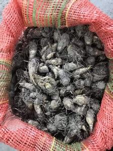 VibeX Tuberose Seed Price in India - Buy VibeX Tuberose Seed online at ...