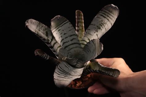 【送料無料】Aechmea chantinii Hybrid〔エクメア〕現品発送A0146 | plane plants