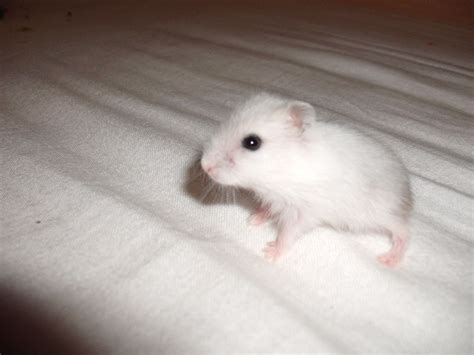 Junge Dsungarische Zwerghamster Hamster in Nürnberg | Tiere | Kleinanzeigen