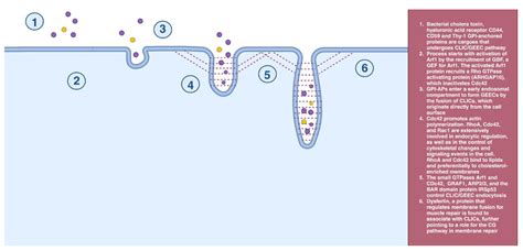 The Chemical Inhibitors of Endocytosis: From Mechanisms to Potential ...