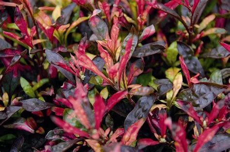 Gachwala Brazilian Alternanthera Red Live Plant (Alternanthera ...