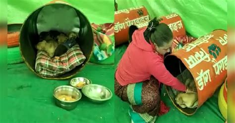 Aligarh nagar nigam stray dog shelter home save form amid cold wave ...