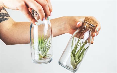 How to Properly Water Air Plants 的图像结果