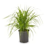 Ornamental Grasses at Lowes.com