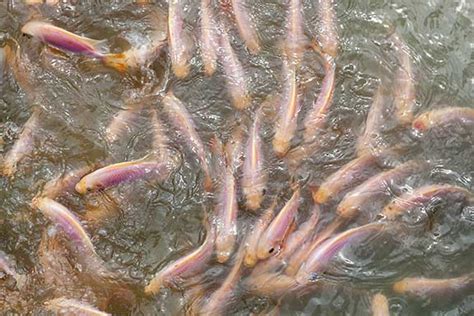 Aquaculture - Aniruddha Enterprises Pvt. Ltd.