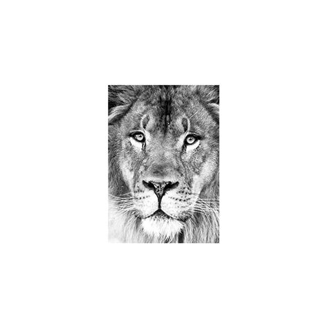 Will Davis Studios Lion in Black & White Photography | Ubuy India