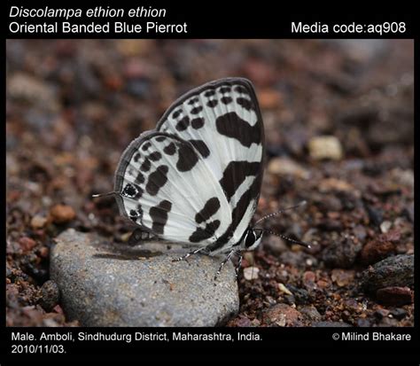 Discolampa ethion | Butterfly