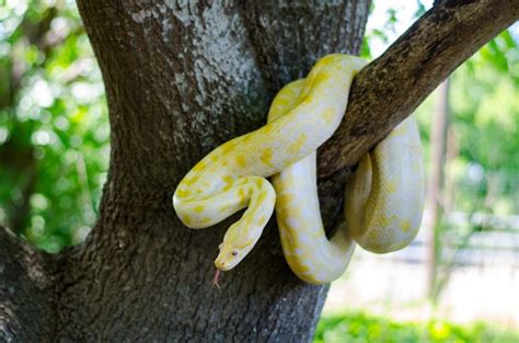 Image result for Zoo Burmese Python Snake