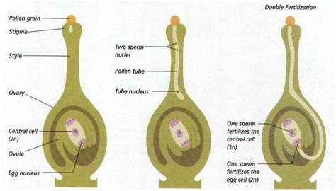 What is SYNGAMY , DOUBLE FERTILIZATION and TRIPLE FUSION? - Brainly.in