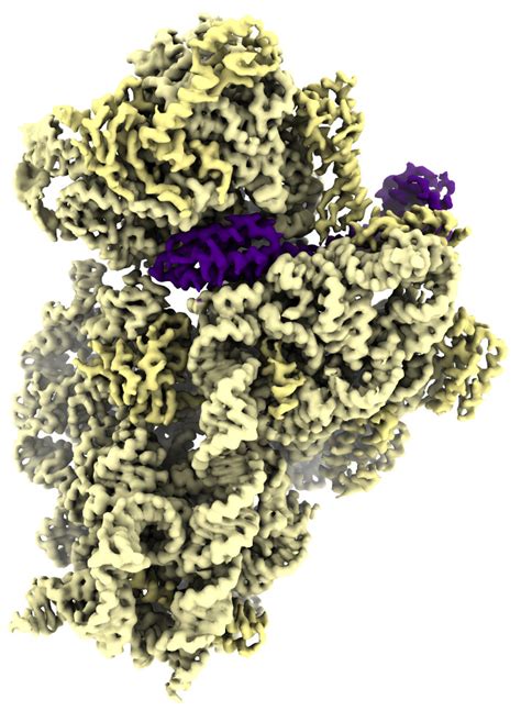 Homepage | Regional Centre for Biotechnology