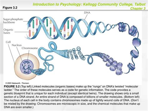 Image result for Gene Decoding