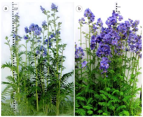 Agro-Morphological and Cytogenetic Characterization of Colchicine ...