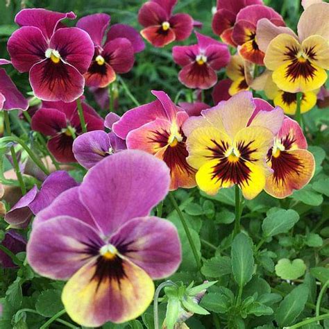 Buy Pansy F1 Blotch Mixed Color - Flower Seeds online from Nurserylive ...