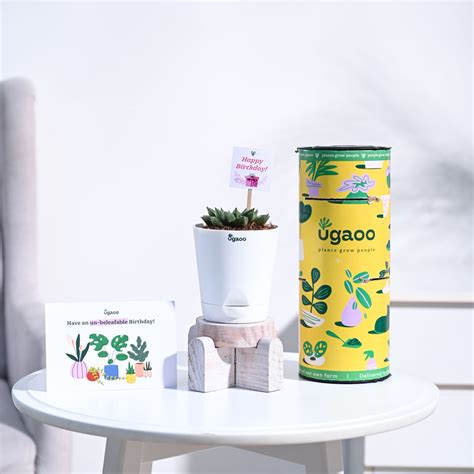 Haworthia Maculata Birthday Gift Hamper – Ugaoo