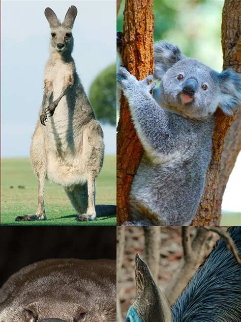 10 animals that are only found in Australia | Times of India