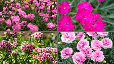Are Dianthus Deer Resistant? Essential Garden Facts - The Painted Hinge