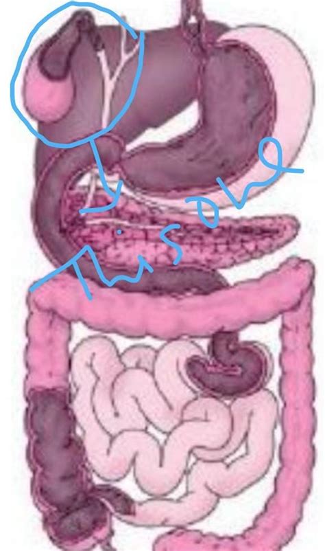 Where does gall bladder located in this diagram of human digestive ...
