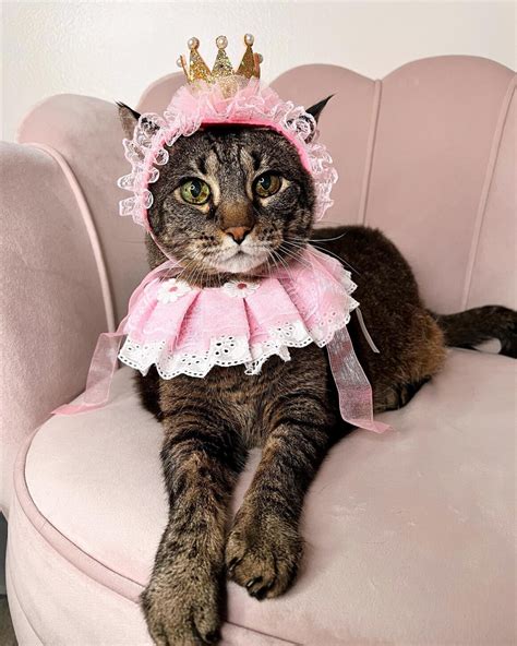 29 Cat Halloween Costumes That Are Funny Too!