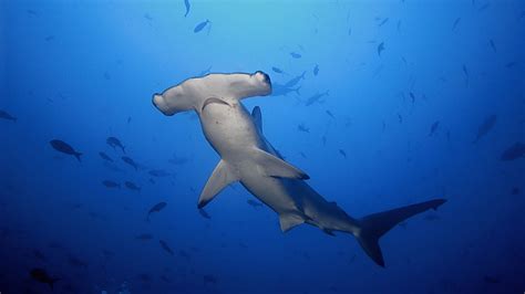 20 Hammerhead Shark Facts For Kids - Facts.net
