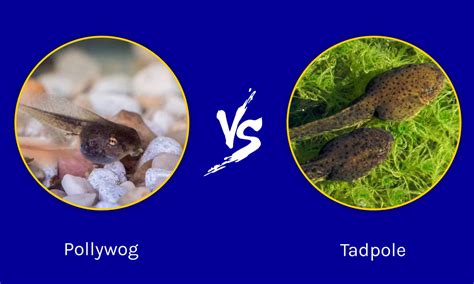 Tadpole
