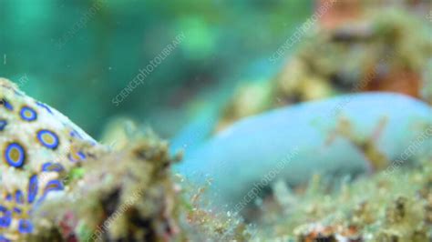 Image result for Blue-Ringed Octopus Green