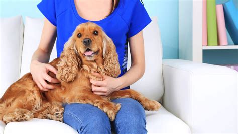 How to Set Rates for Overnight Pet Sitting