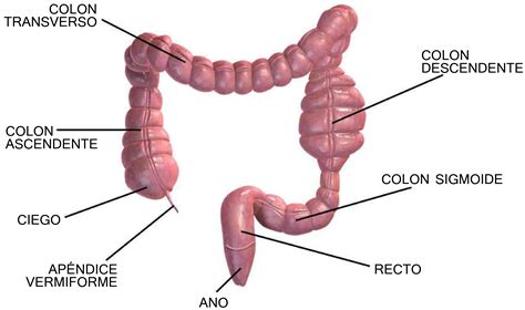 Unidad didáctica 9: El aparato digestivo - Licenciatura en Enfermería y ...