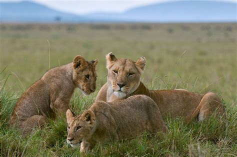 Lion | Characteristics, Habitat, & Facts | Britannica