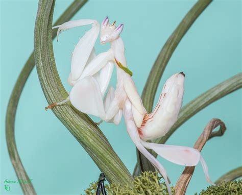 Orchid Praying Mantis