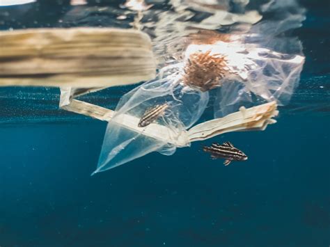 Why Plastic Bags Are Bad for the Environment & Should Be Banned