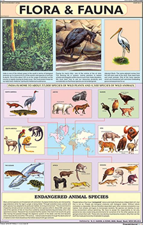 Buy ME04 | Flora and Fauna Chart (50x75cm) [Wall Chart] teachingnest ...