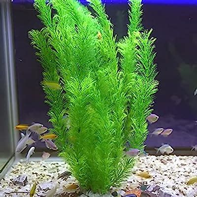 Buy Supyouleg Aquarium Plants Fish Tank Plants Tall Big Green Pack of 2 ...