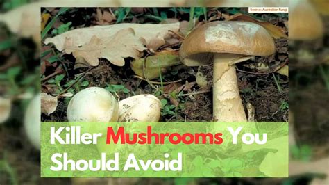 7 Poisonous Mushrooms In Australia You Should Avoid