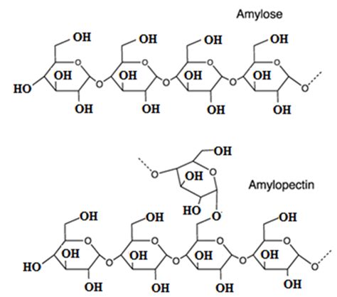 The difference between amylose and amylopectin is