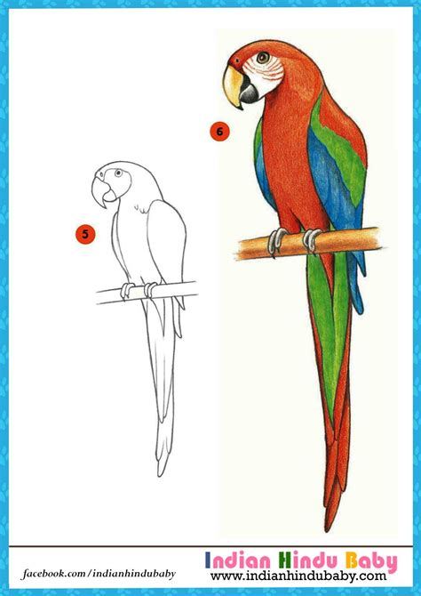 Image result for How to Draw Simple Parrot