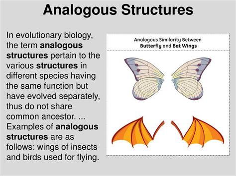 PPT - Understanding Homologous Structures in Biology PowerPoint ...