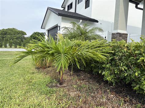 Blue Cascade® Distylium Shrubs for Sale | FastGrowingTrees.com