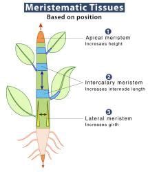 Plant Tissue - SSC CGL 4 Months Preparation PDF Download