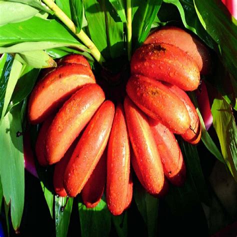 Red Banana/Red Chakrakeli - Fruit Plants & Tree – Exotic Flora
